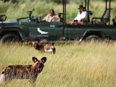 Okavango Delta | safari wilde honden