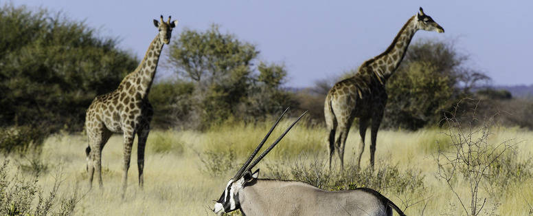 Op vakantie naar Afrika