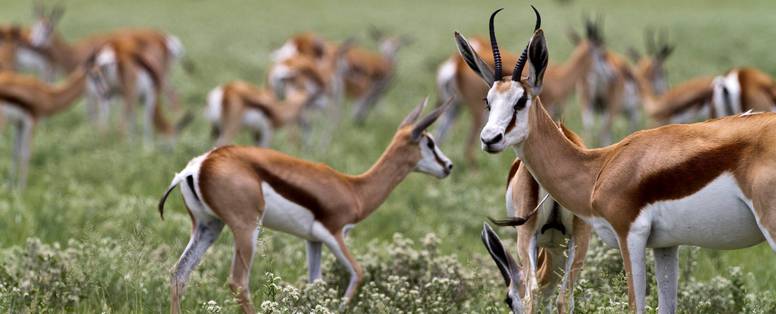 Springbokken_in_de_Centrale_Kalahari_-_kopie