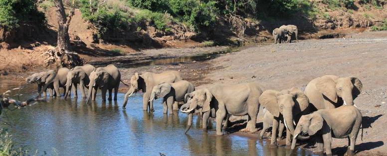 Remko, Tuli Block Botswana