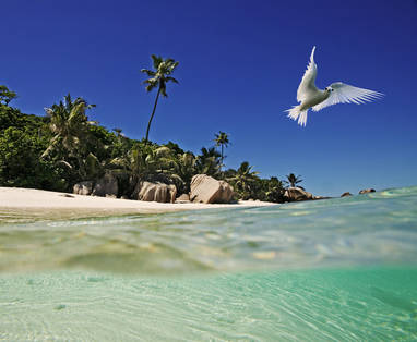 Shore_impression_with_bird_Cousine