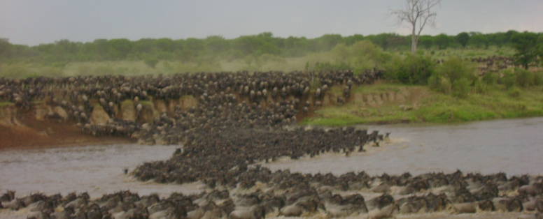 Elly_van_der_Hoek__cross_gnoes_Tanzania