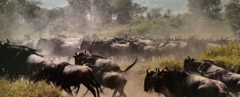 Ciska_Kruijver__Tanzania_Serengeti