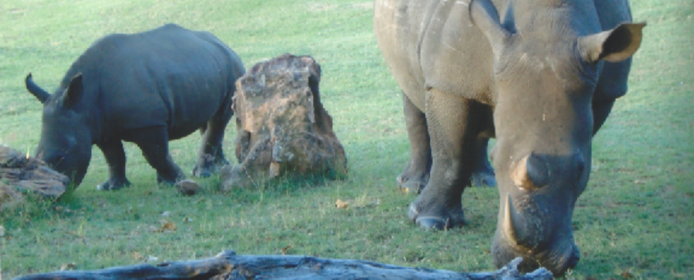 Otto Pasteuning, Limpopo Zuid Afrika