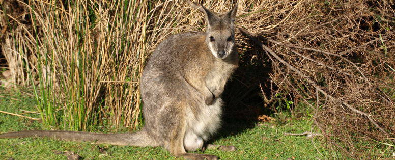 Snelleman__Kangaroo_Island_Australië