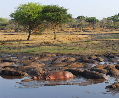 Nijlpaarden in modderpoel in Katavi, Tanzania