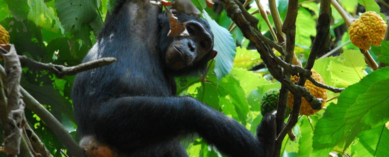 Chimpansee in Mahale mountains national park