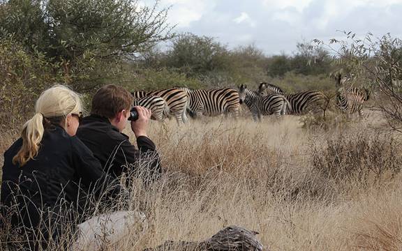 tanda tula timbavati bush walk