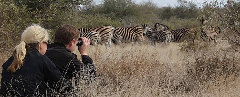 tanda tula timbavati bush walk