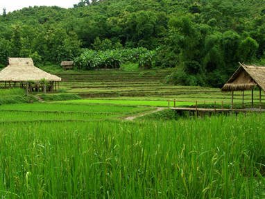 Laos | rijstvelden op het Bolaven Plateau