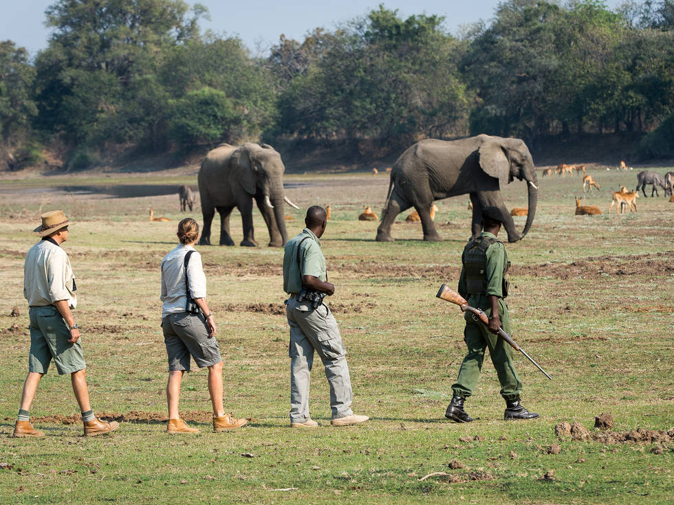 Vier mensen op wandelsafari door de South Luangwa vlakte, met op de achtergrond tal van wilde dieren. 
