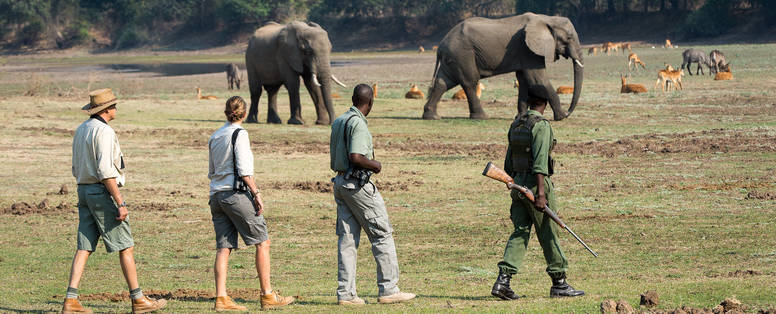 Vier mensen op wandelsafari door de South Luangwa vlakte, met op de achtergrond tal van wilde dieren.