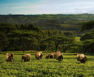 copyright_Anette_Kay