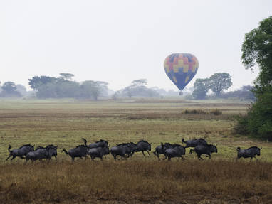 Een kudde wildebeesten die door de grasvlakten rennen met op de achtergrond een luchtballon.