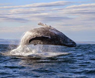 10505272_711206838932936_2924989566202304320_n