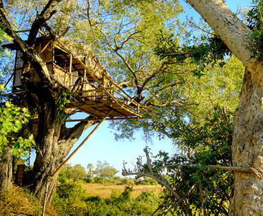 Treehouse_Delta_Camp
