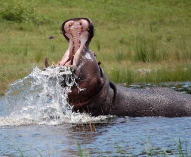 Muchenje-wildlife-(9)