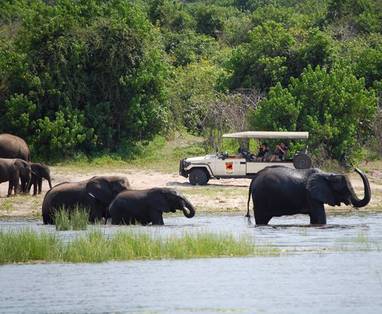 Muchenje-wildlife-(11)