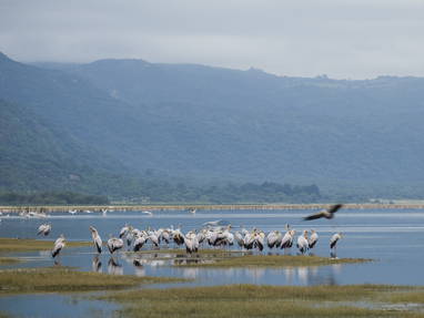 Pelikanen bij Lake Manyara in Tanzania