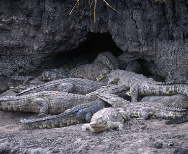 Krokodillen proberen schuilplaats tegen droogte te vinden in Katavi NP