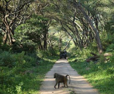 Bossen van Lake Manyara