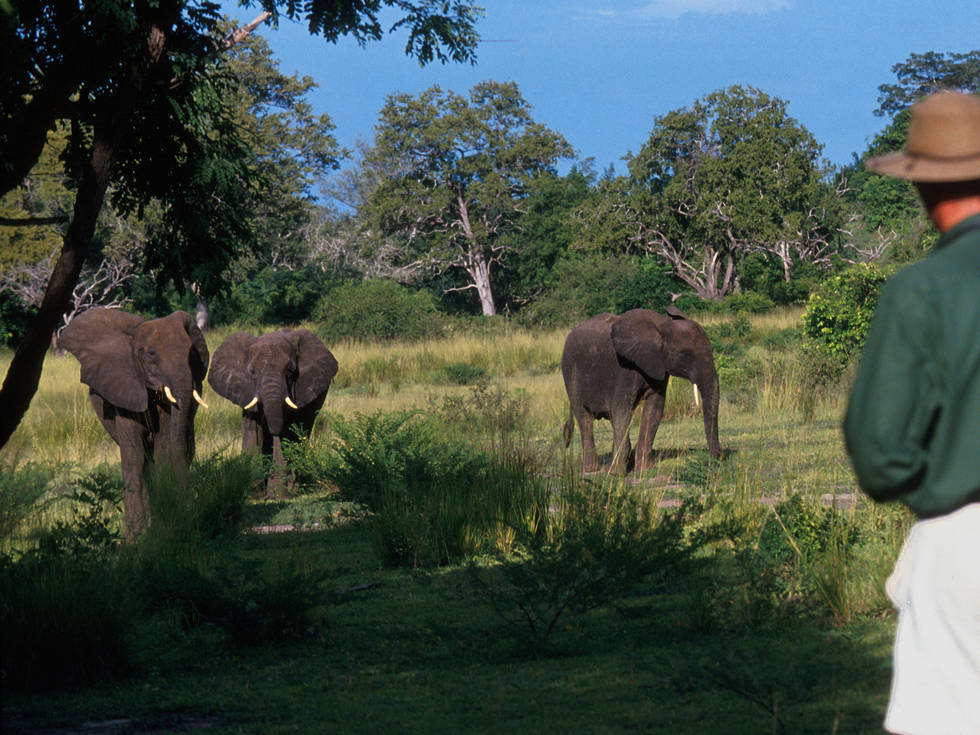 Olifanten van heel dichtbij bewonderen tijdens wandelsafari in Nyerere National Park