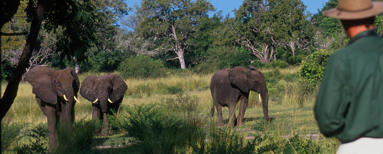 Olifanten van heel dichtbij bewonderen tijdens wandelsafari in Nyerere National Park