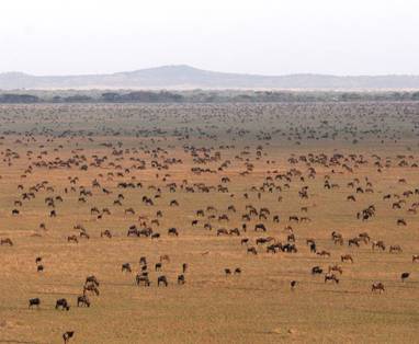 Wildebeest migratie in de Serengeti