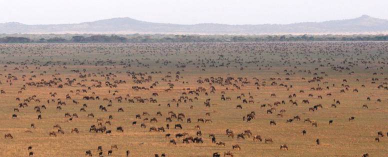 Wildebeest migratie in de Serengeti