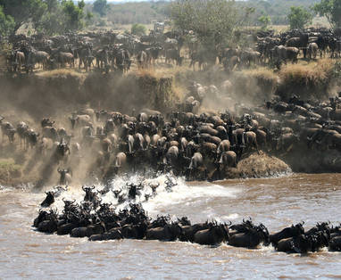 Wildebeest migratie rivier oversteekpunt