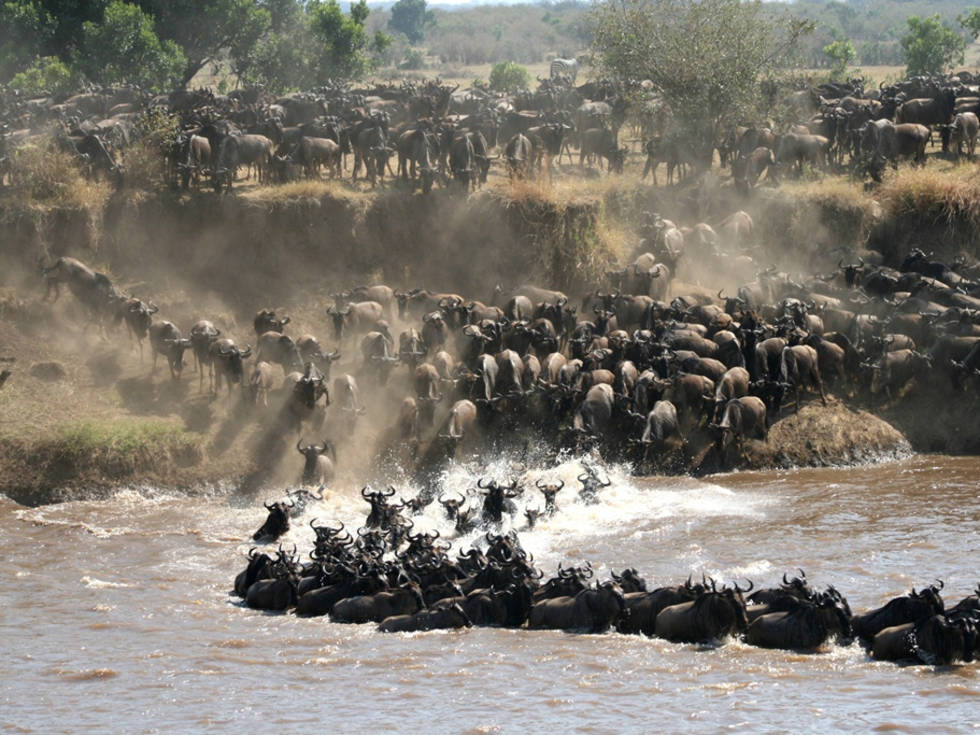 Wildebeest migratie rivier oversteekpunt