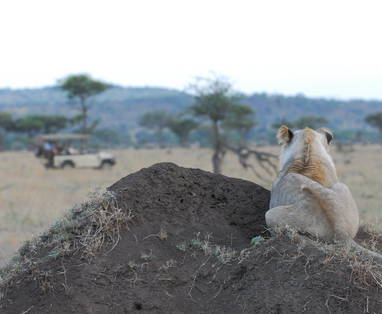 Leeuw op rots in de Serengeti
