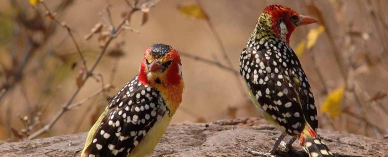 Vuurkopbaardvogels in Tarangire National Park