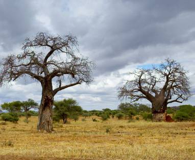 Baobabbomen in Tarangire National Park