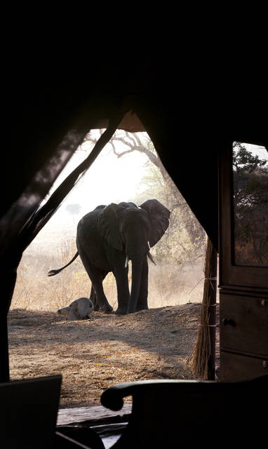 Wild spotten vanuit je tent bij Chada Katavi | Olifant | Tanzania