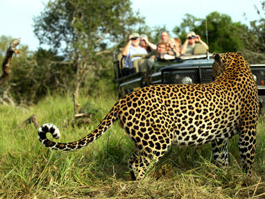 cheeta