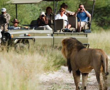 safari