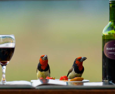 Knipsel_vogels