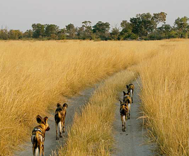 wilde honden bij kwando lagoon