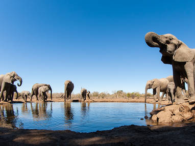 Elephants_at_the_Waterhole