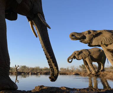 Elephants_at_the_Waterhole_-_Hide