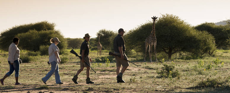 safari_(2)