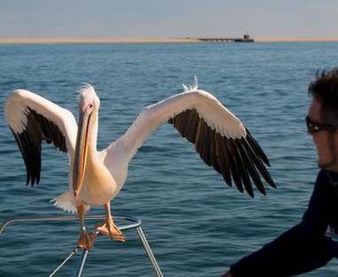Pelican_Walvis_Bay_764B09A9-0806-E1F1-F175F7ED03308FAF