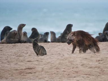 hyena_en_zeehonden_dropbox