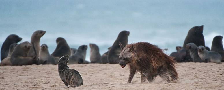 hyena_en_zeehonden_dropbox