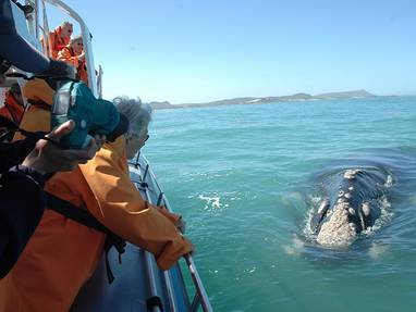 whale-watching