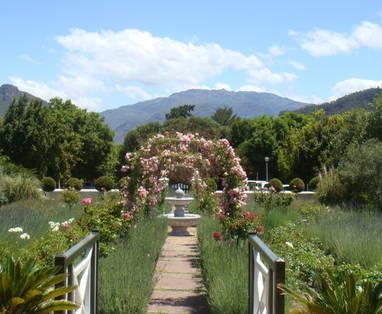 Garden_roses_n_Lavender