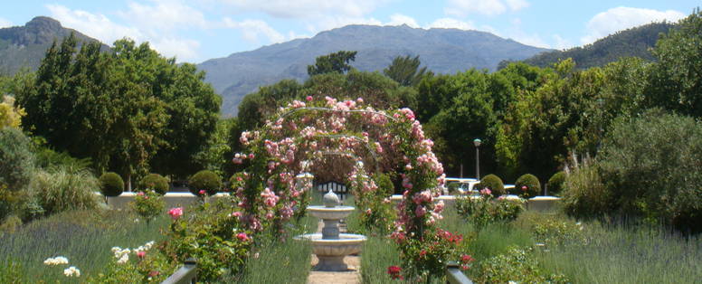 Garden_roses_n_Lavender