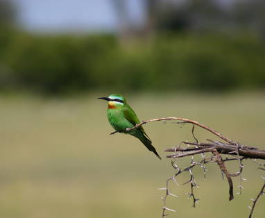 IMG_Blue-Cheeked_Bee-Eater.by_Alex_Mazunga_at_Mombo_Camp_in_the_Delta_in_Moremi_Game_Reserve.