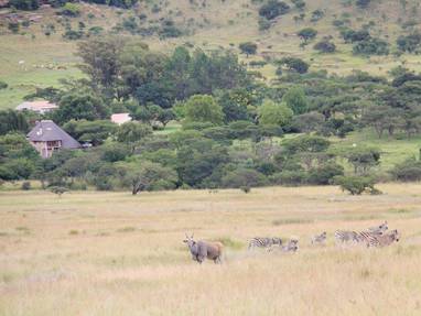 Lodge_with_Eland_and_Zebra